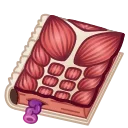 Timeless Book, модель Anatomy