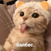 Стикер #2 из набора котики и мы