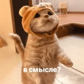 Стикер #3 из набора котики и мы