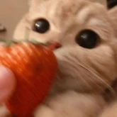 Стикер #5 из набора котики и мы