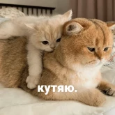 Стикер #4 из набора котики и мы