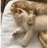 Стикер #8 из набора котики и мы