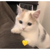 Стикер #10 из набора котики и мы