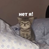 Стикер #11 из набора котики и мы