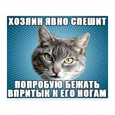Стикер #8 из набора Мемы с котом