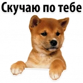 Стикер #10 из набора ? Собачий Слэнг