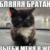 Стикер #2 из набора Разрывные котята