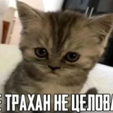 Стикер #3 из набора Разрывные котята