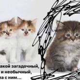 Стикер #5 из набора Разрывные котята