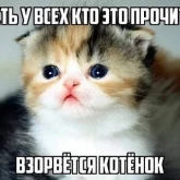Стикер #10 из набора Разрывные котята