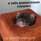 Стикер #3 из набора Пушистые мемы