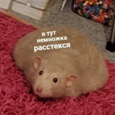 Стикер #10 из набора Пушистые мемы
