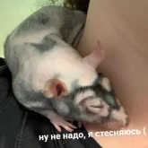 Стикер #4 из набора Пушистые мемы