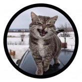 Стикер #10 из набора Смешные котики