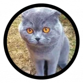 Стикер #8 из набора Смешные котики