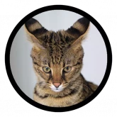 Стикер #11 из набора Смешные котики