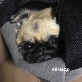 Стикер #12 из набора Милые милости