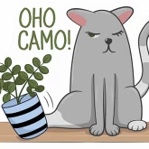 Стикер #11 из набора Котики by @orange_rabbbit