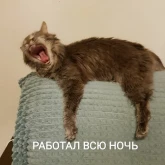 Стикер #11 из набора Котики бизнес