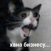 Стикер #3 из набора Котики бизнес