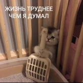 Стикер #8 из набора Котики бизнес