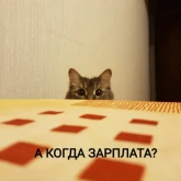 Стикер #12 из набора Котики бизнес