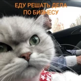 Стикер #7 из набора Котики бизнес