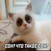 Стикер #10 из набора Котики бизнес