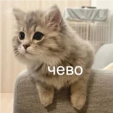 Стикер #9 из набора кшки