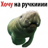 Стикер #12 из набора Мишенька ламантин