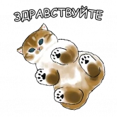 Стикер #11 из набора Котики 4