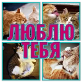 Стикер #5 из набора Моя любимая Кошка