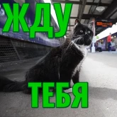 Стикер #12 из набора Моя любимая Кошка