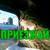 Стикер #11 из набора Моя любимая Кошка