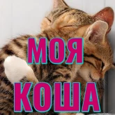 Стикер #3 из набора Моя любимая Кошка