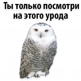 Стикер #4 из набора ?Совиный Сленг