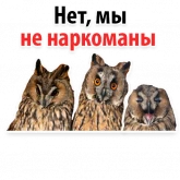 Стикер #11 из набора ?Совиный Сленг
