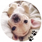 Стикер #10 из набора Бульдожки