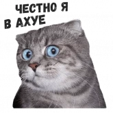 Стикер #4 из набора Коты Ебучие