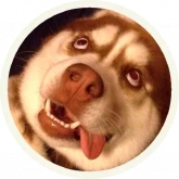 Стикер #10 из набора 🐺 Хаски @lennysticker