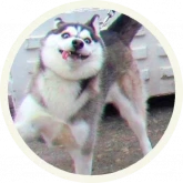Стикер #2 из набора 🐺 Хаски @lennysticker