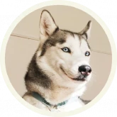 Стикер #12 из набора 🐺 Хаски @lennysticker