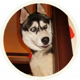 Стикер #3 из набора 🐺 Хаски @lennysticker
