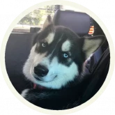 Стикер #5 из набора 🐺 Хаски @lennysticker