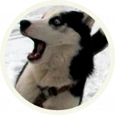 Стикер #4 из набора 🐺 Хаски @lennysticker