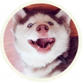 Стикер #11 из набора 🐺 Хаски @lennysticker